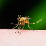 Insects That Can Spread Diseases